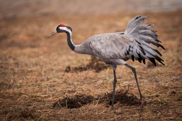 seryy-zhuravl-4_original