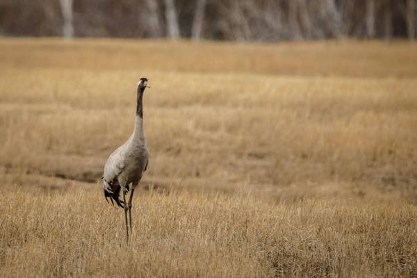 seryy-zhuravl-5_original