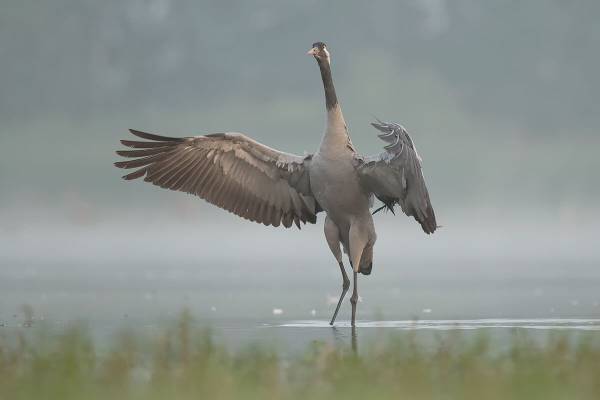 seryy-zhuravl-6_original