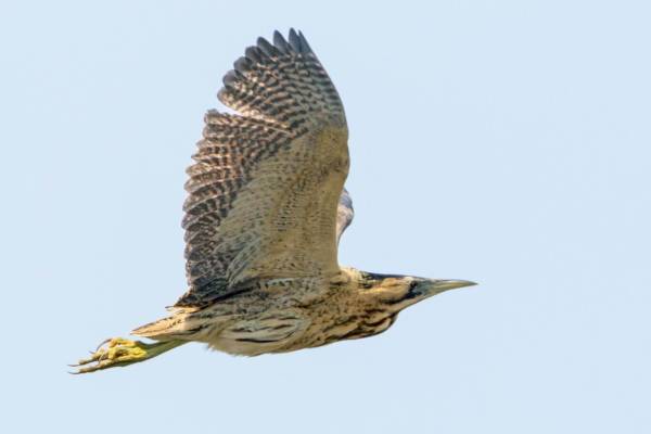 bolshaya-vyp-1_original