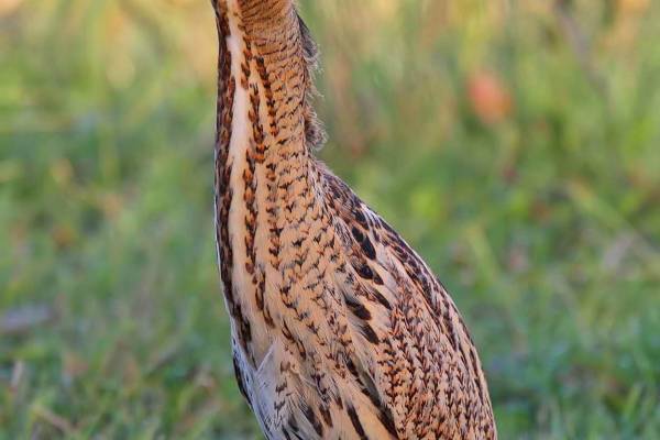 bolshaya-vyp-2_original