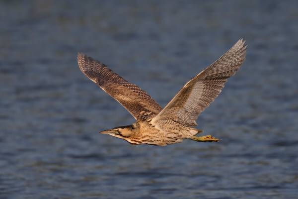 bolshaya-vyp-3_original