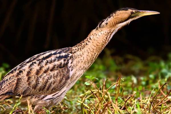 bolshaya-vyp-4_original