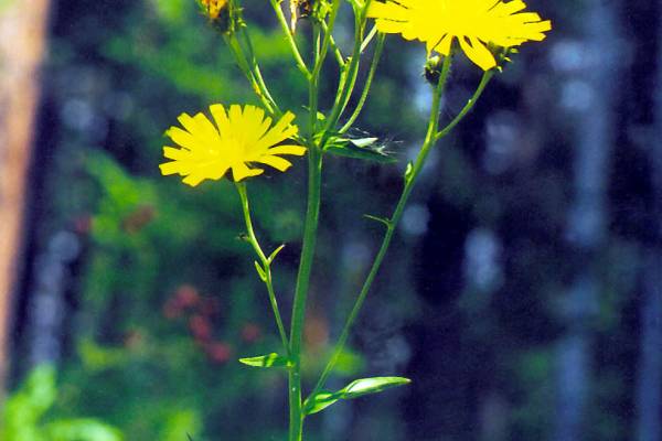 skerda-mjagkaja-1_original