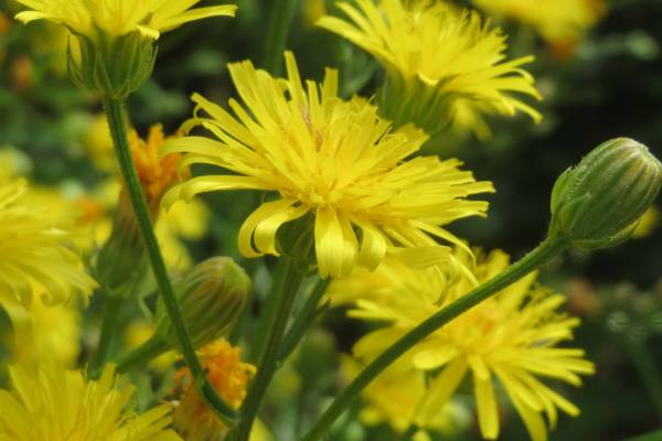 skerda-mjagkaja-2_original