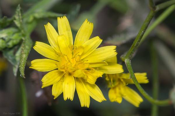 skerda-mjagkaja-3_original